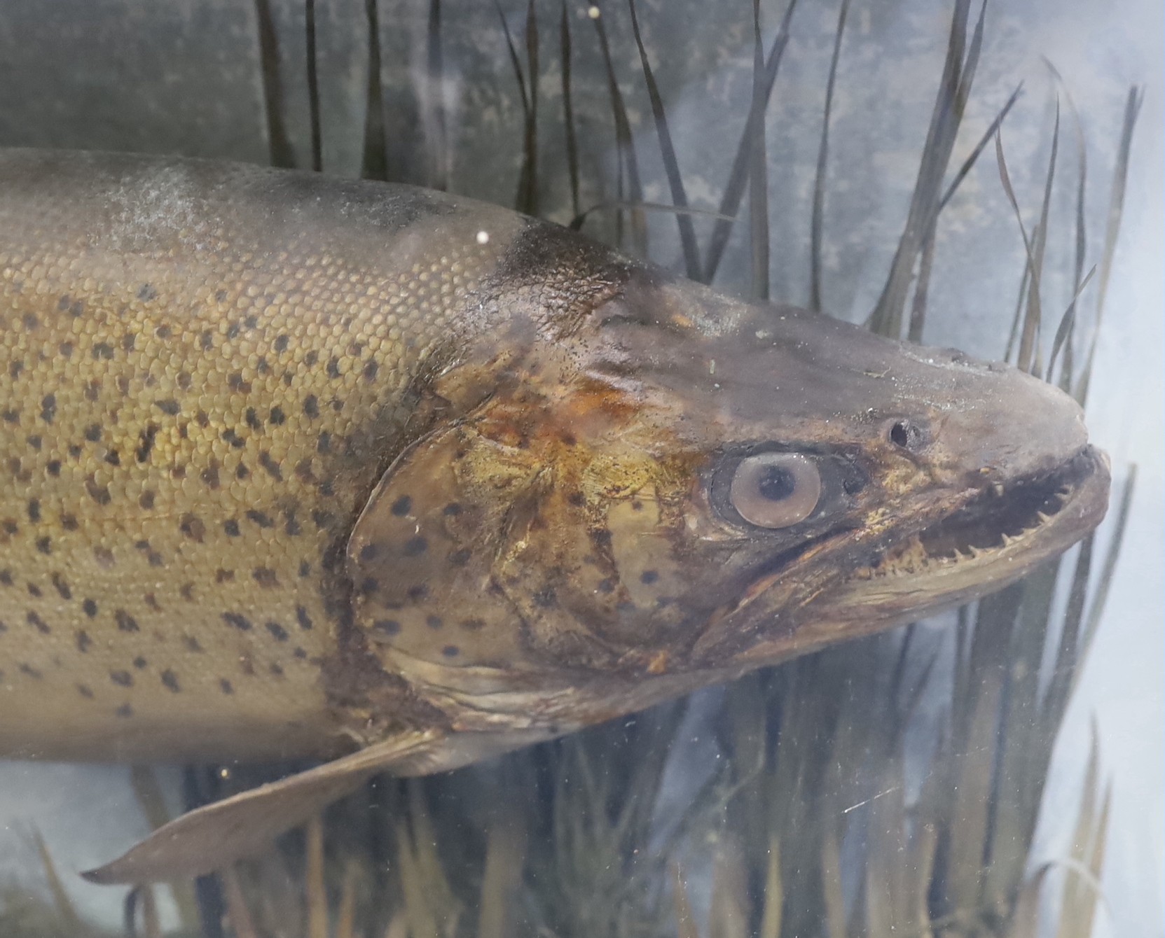 A late Victorian S.F. Sanders taxidermic Thames trout, taken at Boveney Weir, 7th June 1891, weight 6¾lbs, width 74cm, depth, 17cm, height 37cm